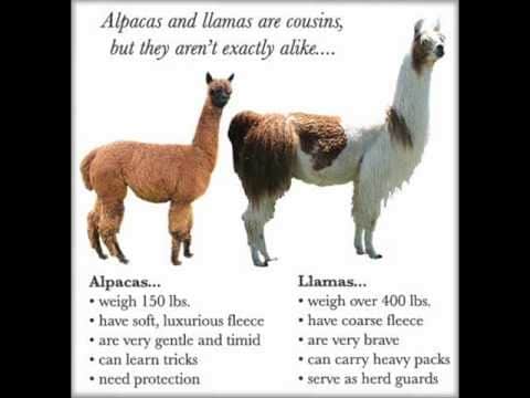 Llama