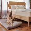 Naturepedic Organic Pet Bed with Washable Waterproof Cover image