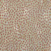 Scalamandr&eacute; Flurry Decorative Pillow image
