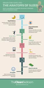 The anatomy of sleep