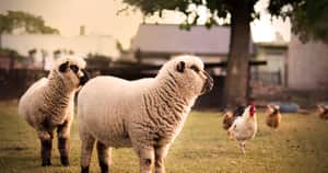 Close-up photography of sheep near tree