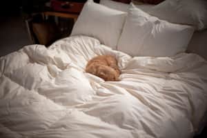 Puppy on down comforter