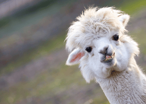 Alpaca leaning in