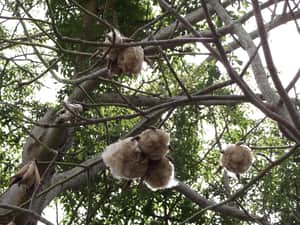 300-year-old ceiba tree (cotton tree), Vieques