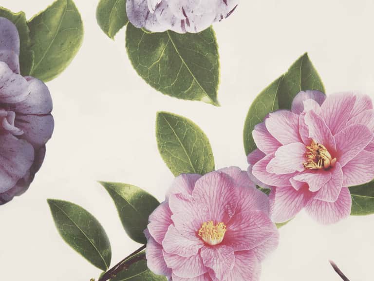 Camelia Duvet Cover image