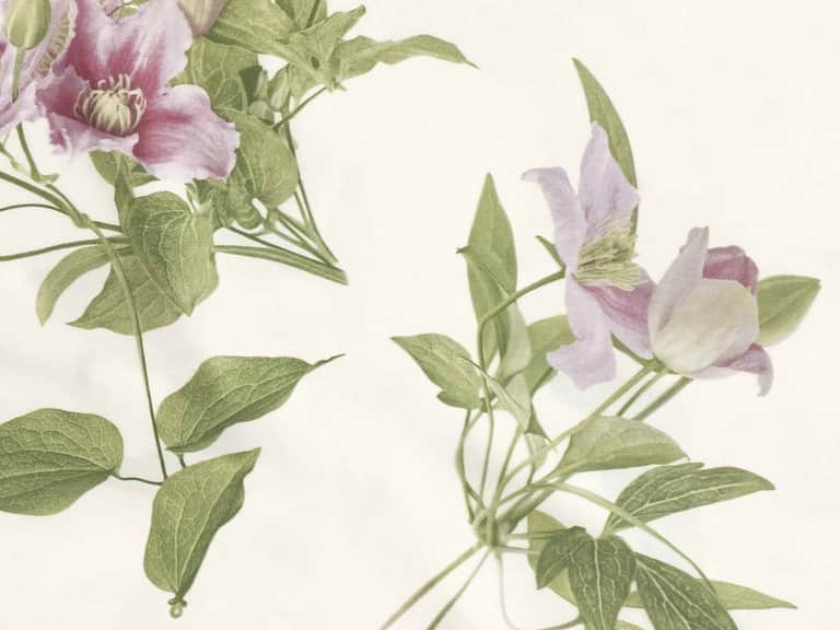 Clematis Duvet Cover image