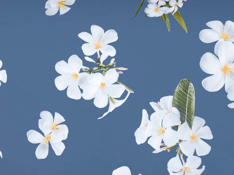 Frangipani Duvet Cover image