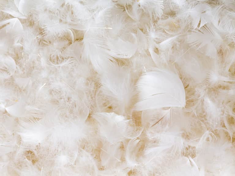 Down Feather Pillow image
