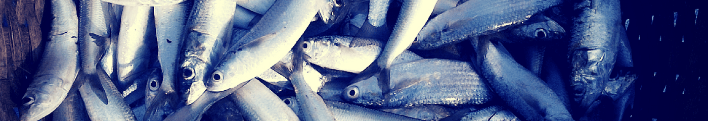 sardines