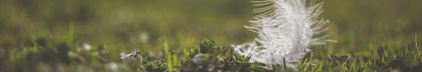 feather
