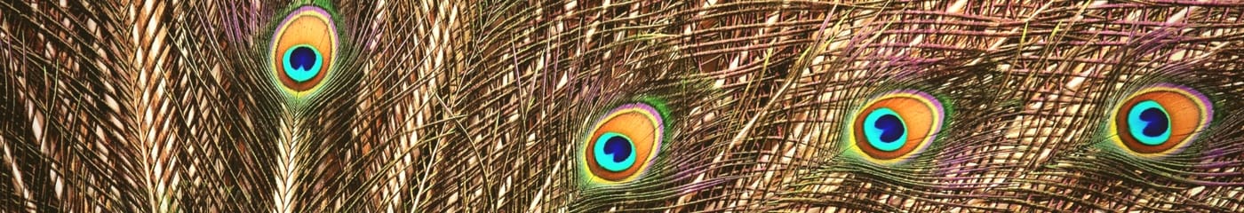 feathers