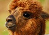 Alpaca wool