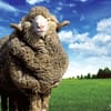 Sleep and Beyond myMerino Wool Comforter Light image