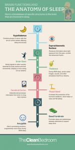 The anatomy of sleep