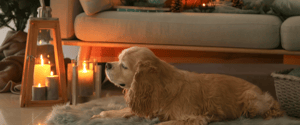 Dog near sofa