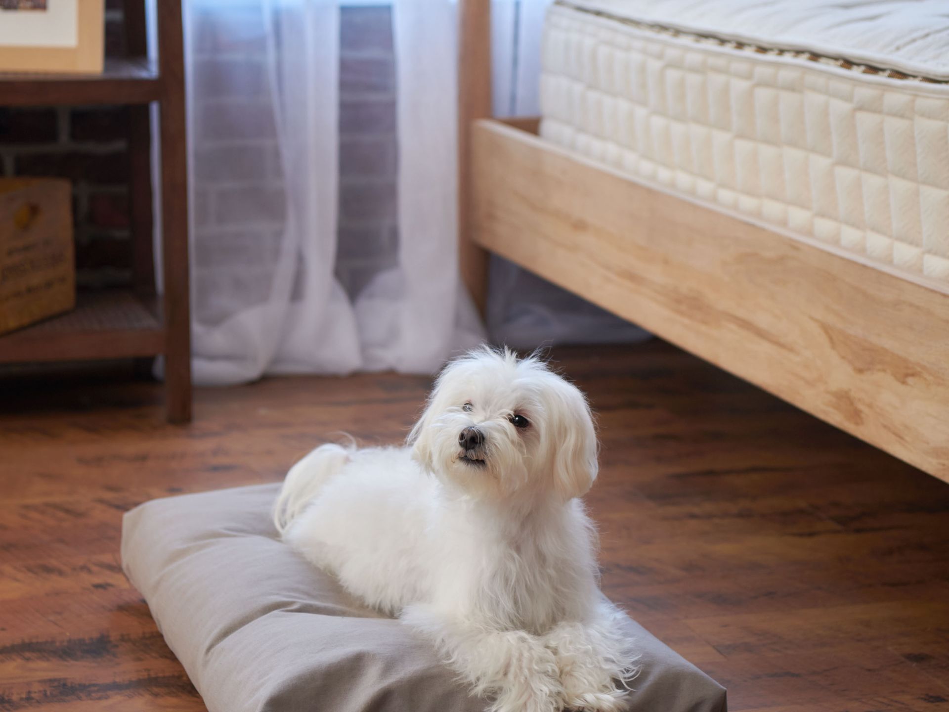 Naturepedic Organic Pet Bed with Washable Waterproof Cover Pets