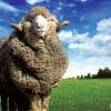 Sleep and Beyond myMerino Wool Comforter Light image