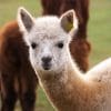 Crescent Moon Alpaca and Wool Comforter image