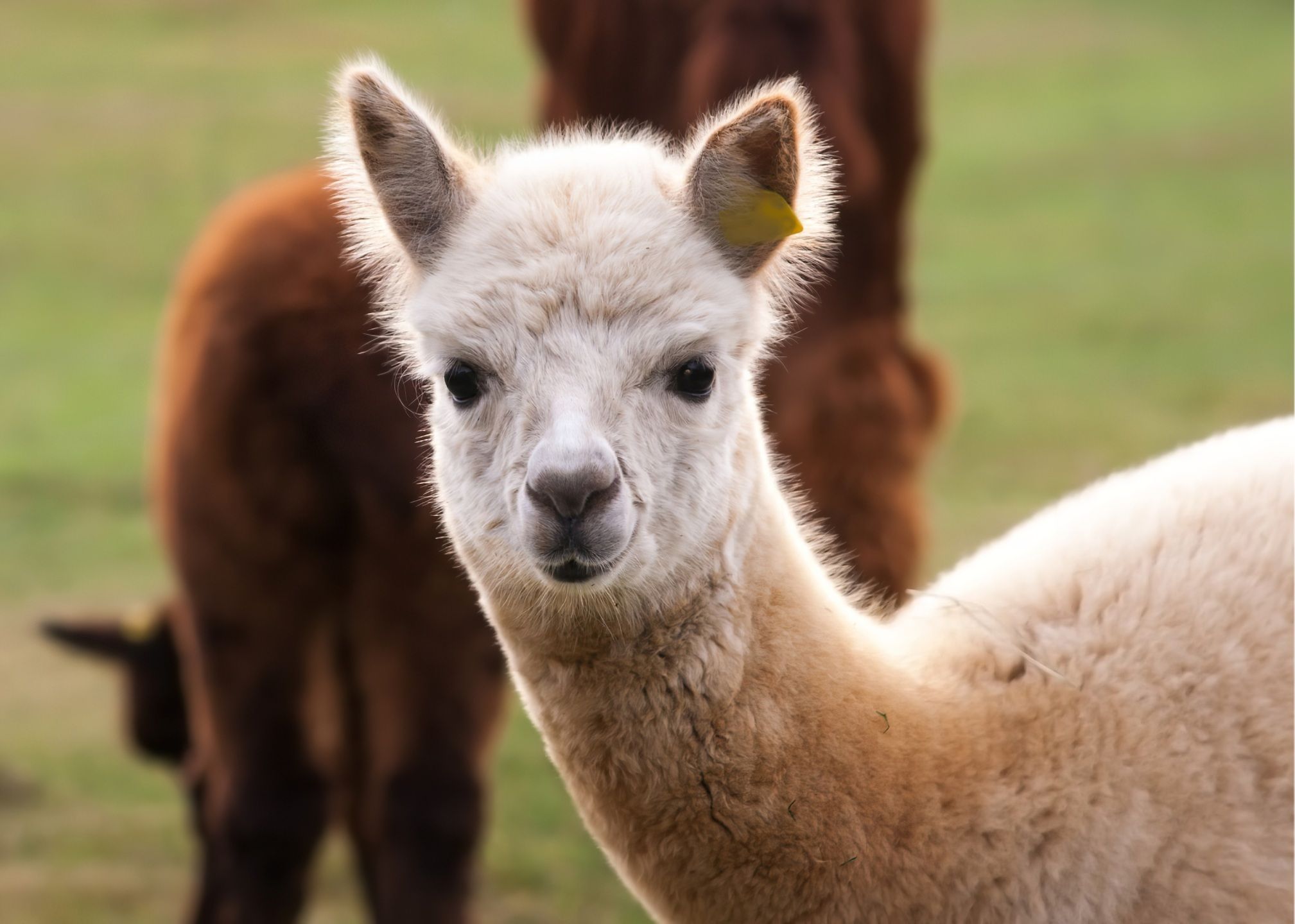 Alpaca crib deals bedding