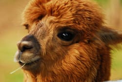 Alpaca wool