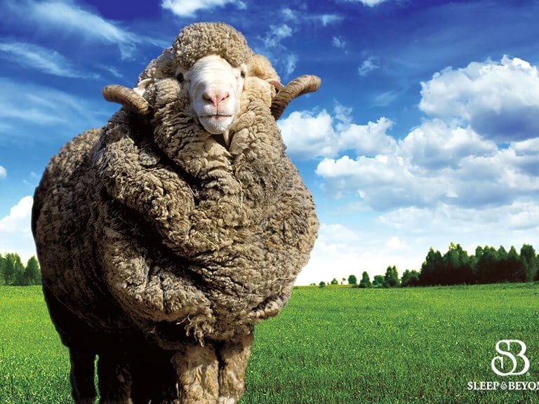Sleep and Beyond myMerino Wool Comforter Light image