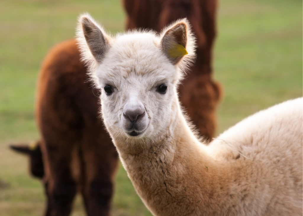 Crescent Moon Alpaca Wool Comforter Organic and Natural Wool Comforters