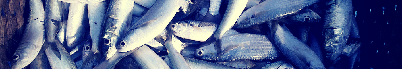 sardines
