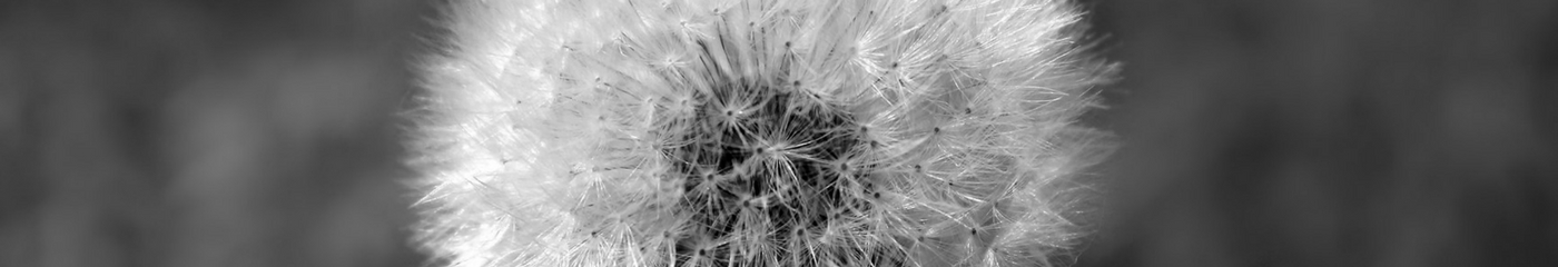 dandelion