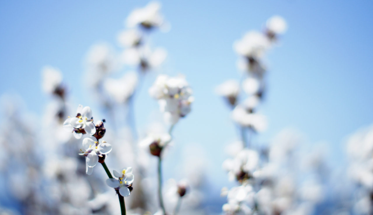 cotton