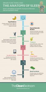 The anatomy of sleep