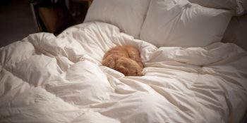 Down Products Guide: Down comforters