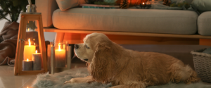 Dog near sofa